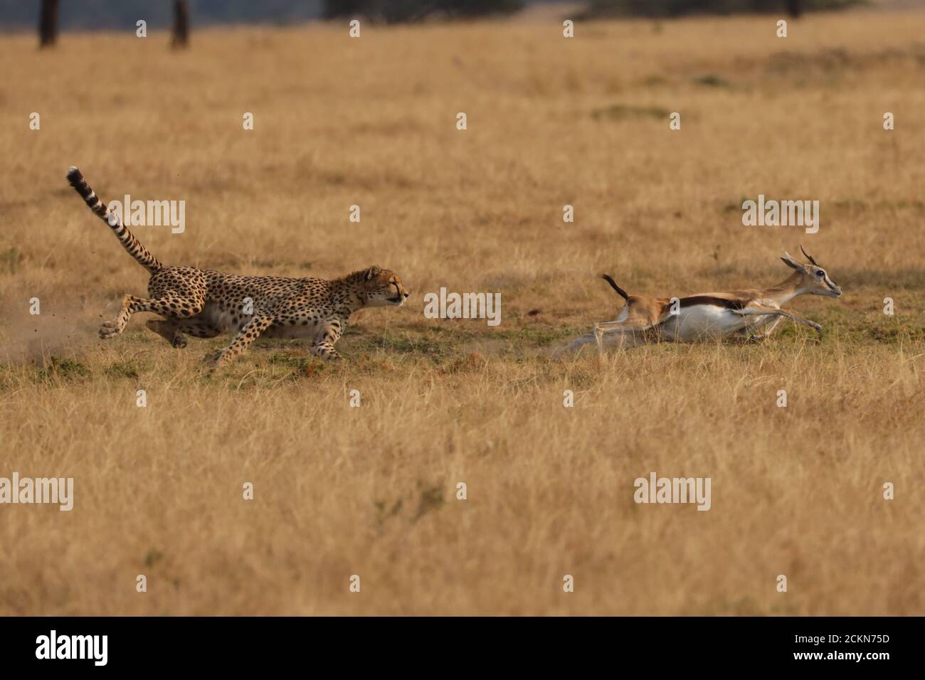 Page 2 Cheetah Chase Gazelle High Resolution Stock Photography And Images Alamy Page 2 Cheetah Chase Gazelle High Resolution Stock Photography And Images Alamy