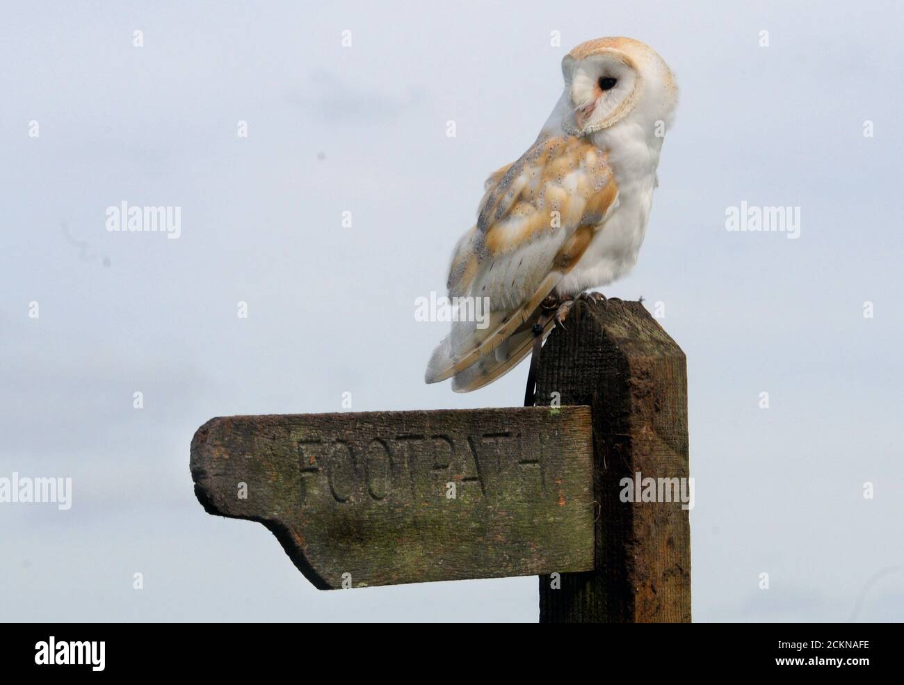 BARN OWL Stock Photo