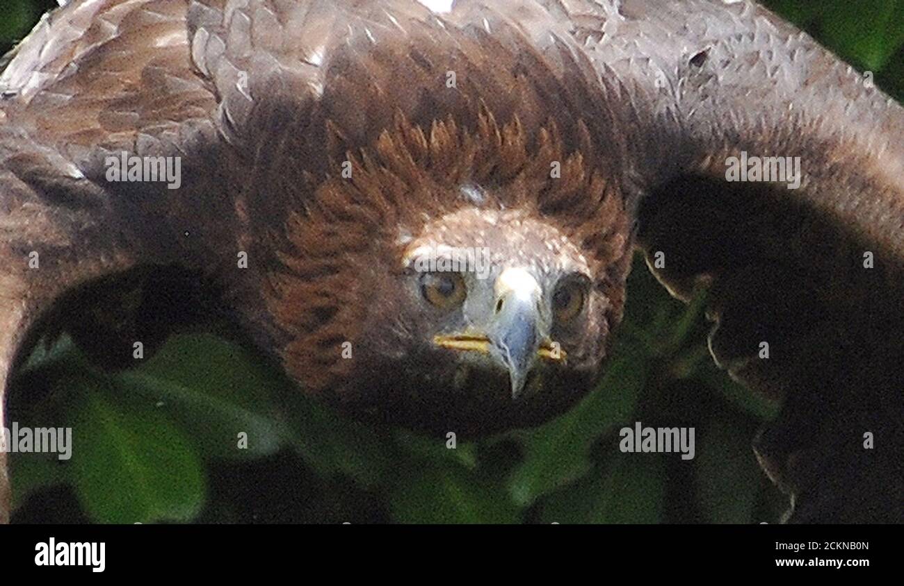 GOLDEN EAGLE Stock Photo