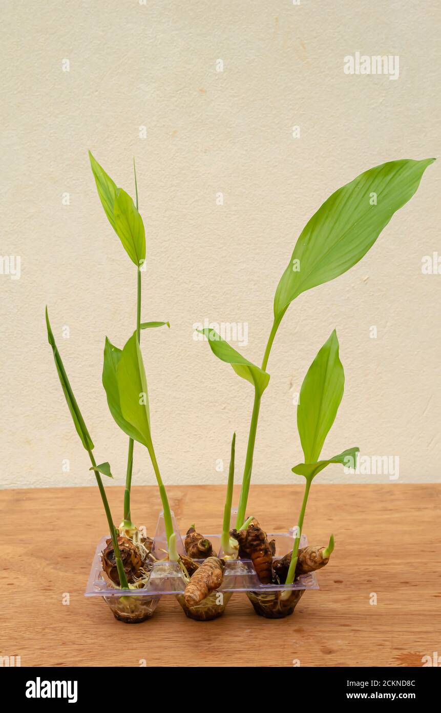 Young Turmeric And Ginger Plants Stock Photo Alamy