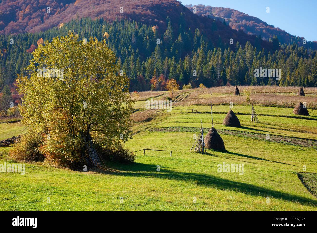 carpathian rural landscape in autumn. beautiful countryside scenery on a sunny day. haystacks on the green fields rolling through hills. trees in fall Stock Photo