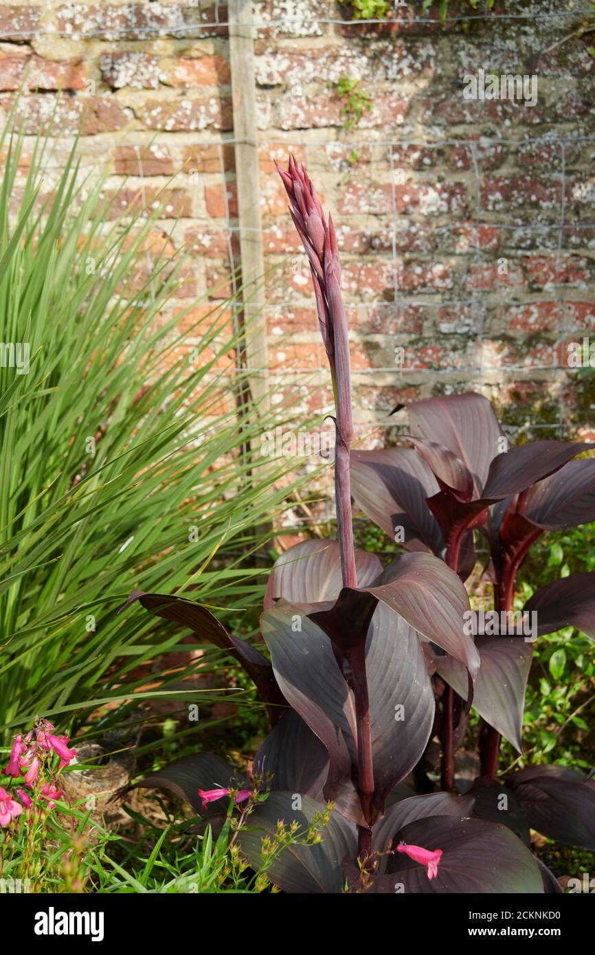 Canna lily (Canna indica) Edible canna, African arrowroot, purple arrowroot,, growing against a south-facing garden wall, East Yorkshire England, UK, Stock Photo