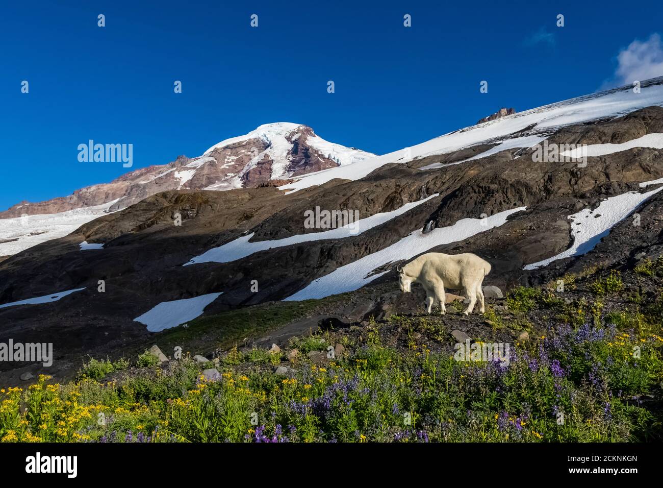Hogsback Camp Mountain Goat, Oreamnos americanus, in an alpine wildflower meadow near ...