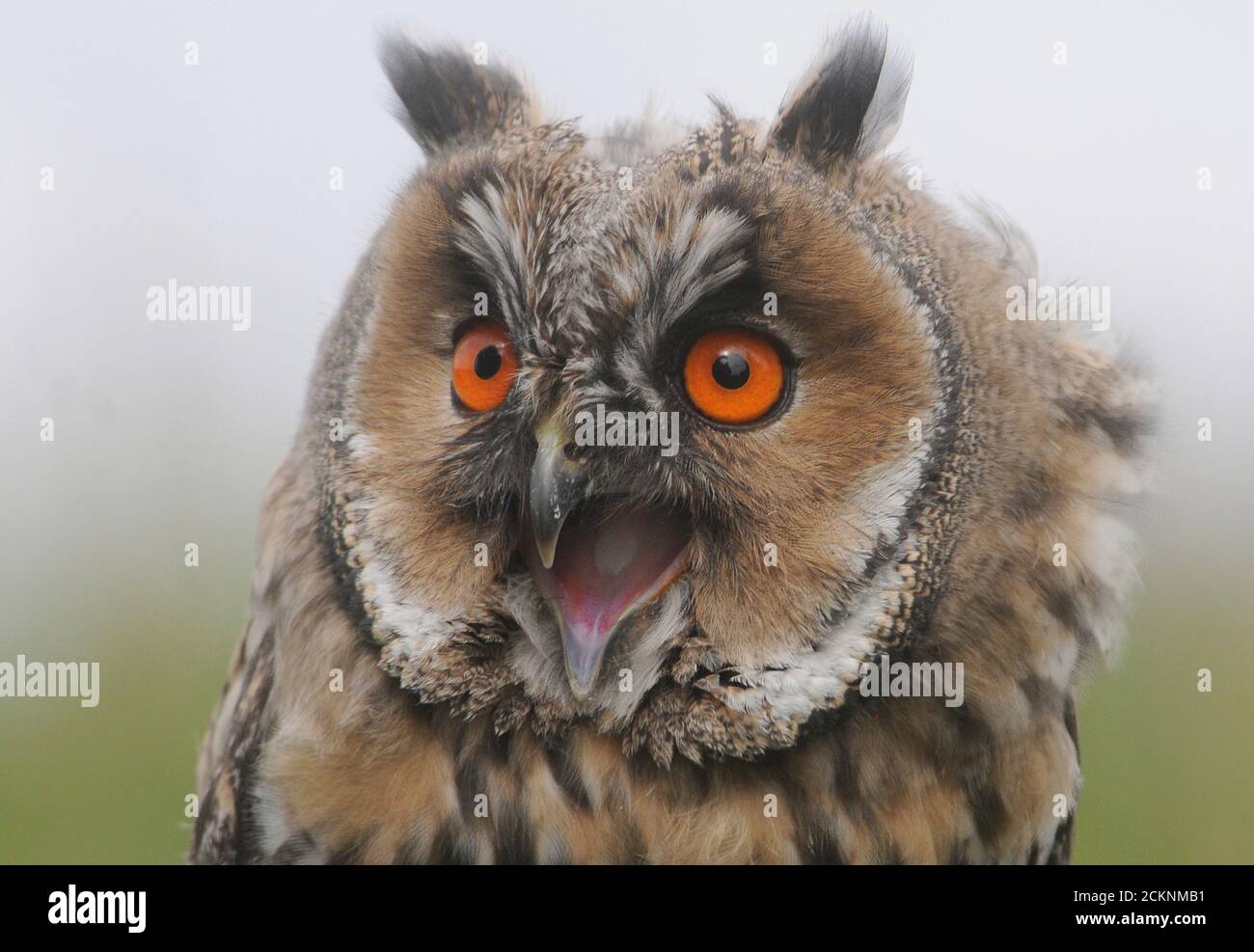 LONG EARED OWL Stock Photo