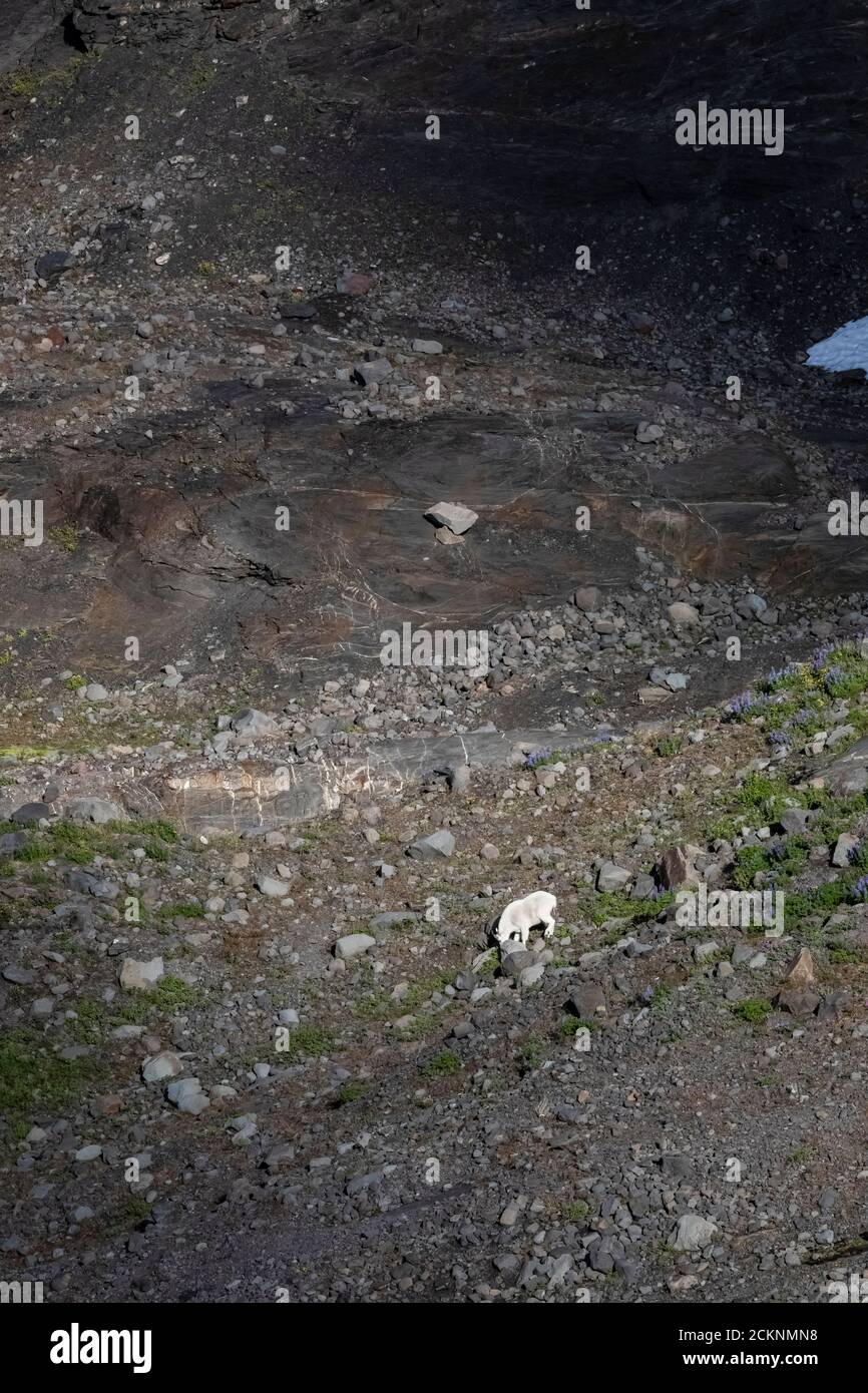 Hogsback Camp Mountain Goat, Oreamnos americanus, grazing in the vicinity of Hogsback ...