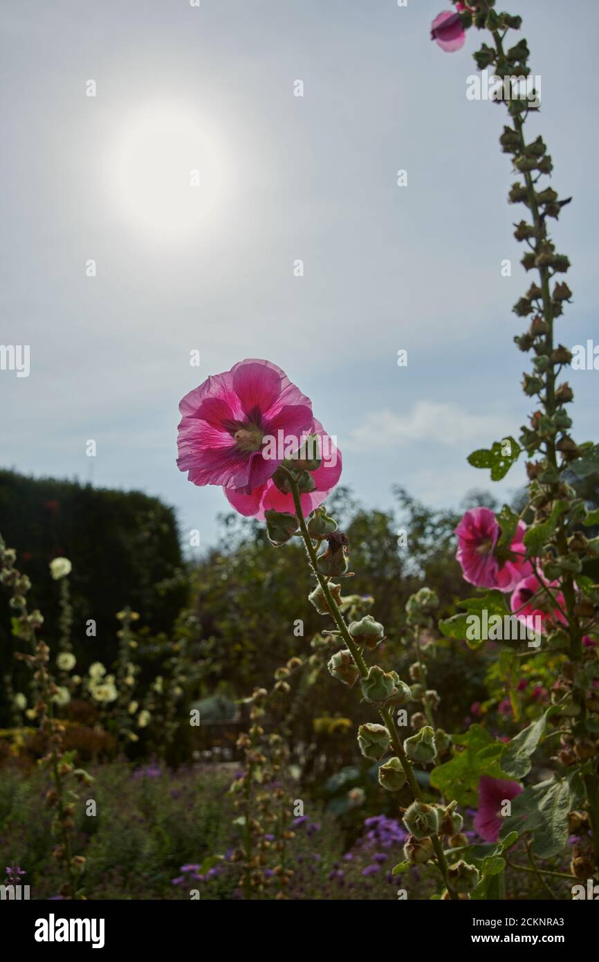 Common Hollyhock (Alcea rosa) Mallow, rose mallow, Garden Hollyhock,  East Yorkshire England, UK, GB, Stock Photo