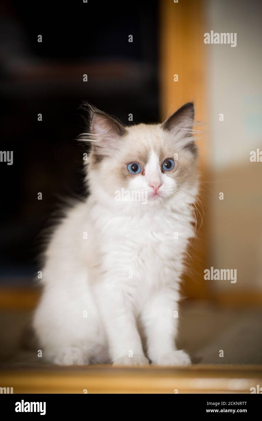 two month old Ragdoll kitten at home Stock Photo - Alamy
