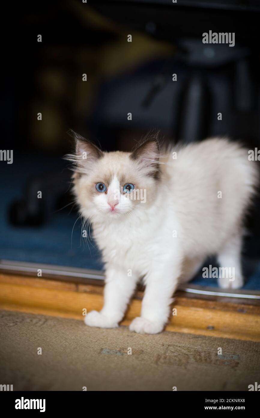 two month old Ragdoll kitten at home Stock Photo - Alamy