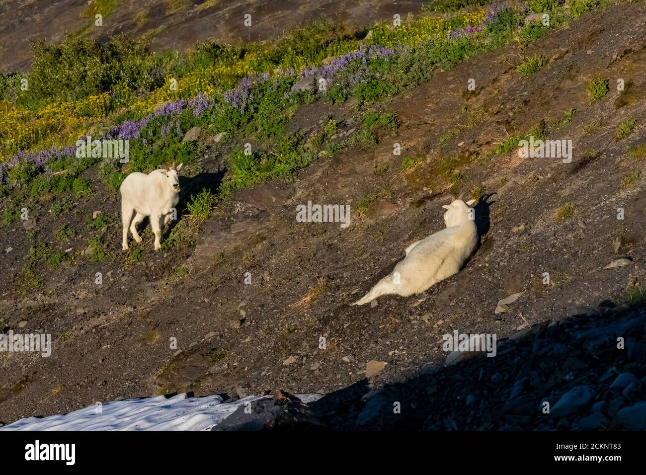 Hogsback Camp Mountain Goats, Oreamnos americanus, in the vicinity of Hogsback Camp ...