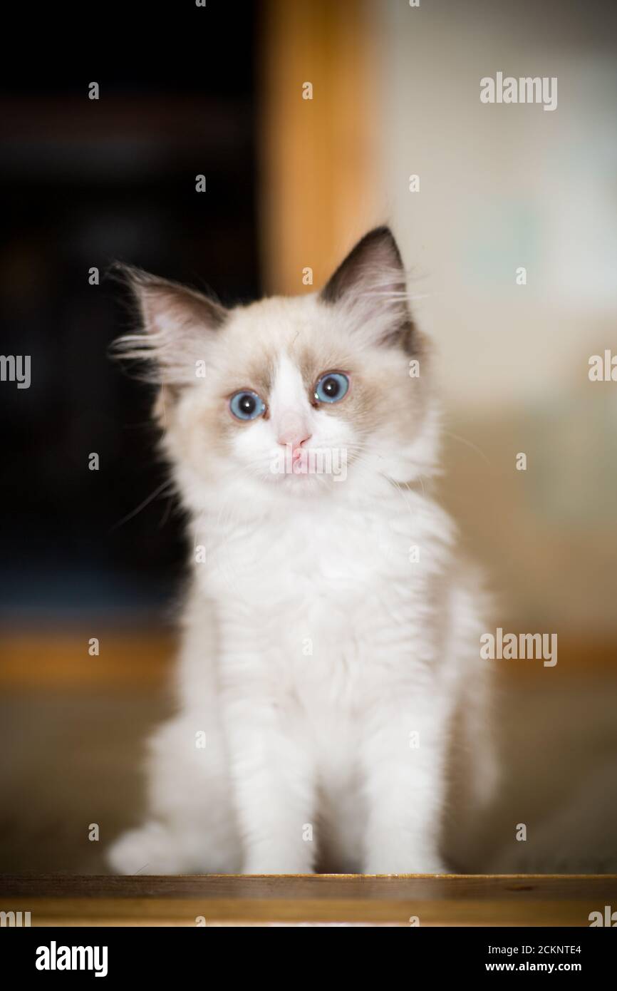 two month old Ragdoll kitten at home Stock Photo - Alamy