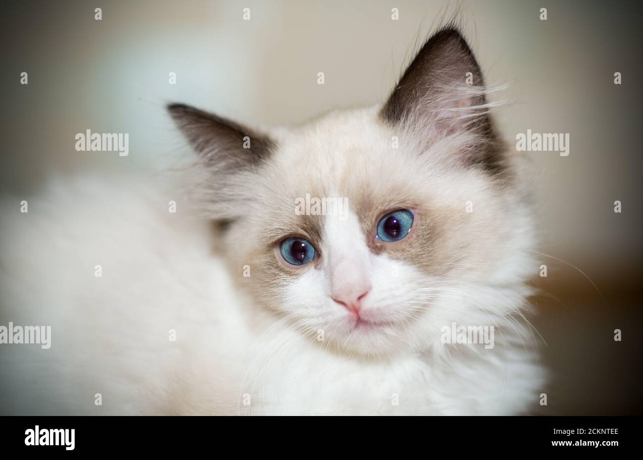 two month old Ragdoll kitten at home Stock Photo - Alamy
