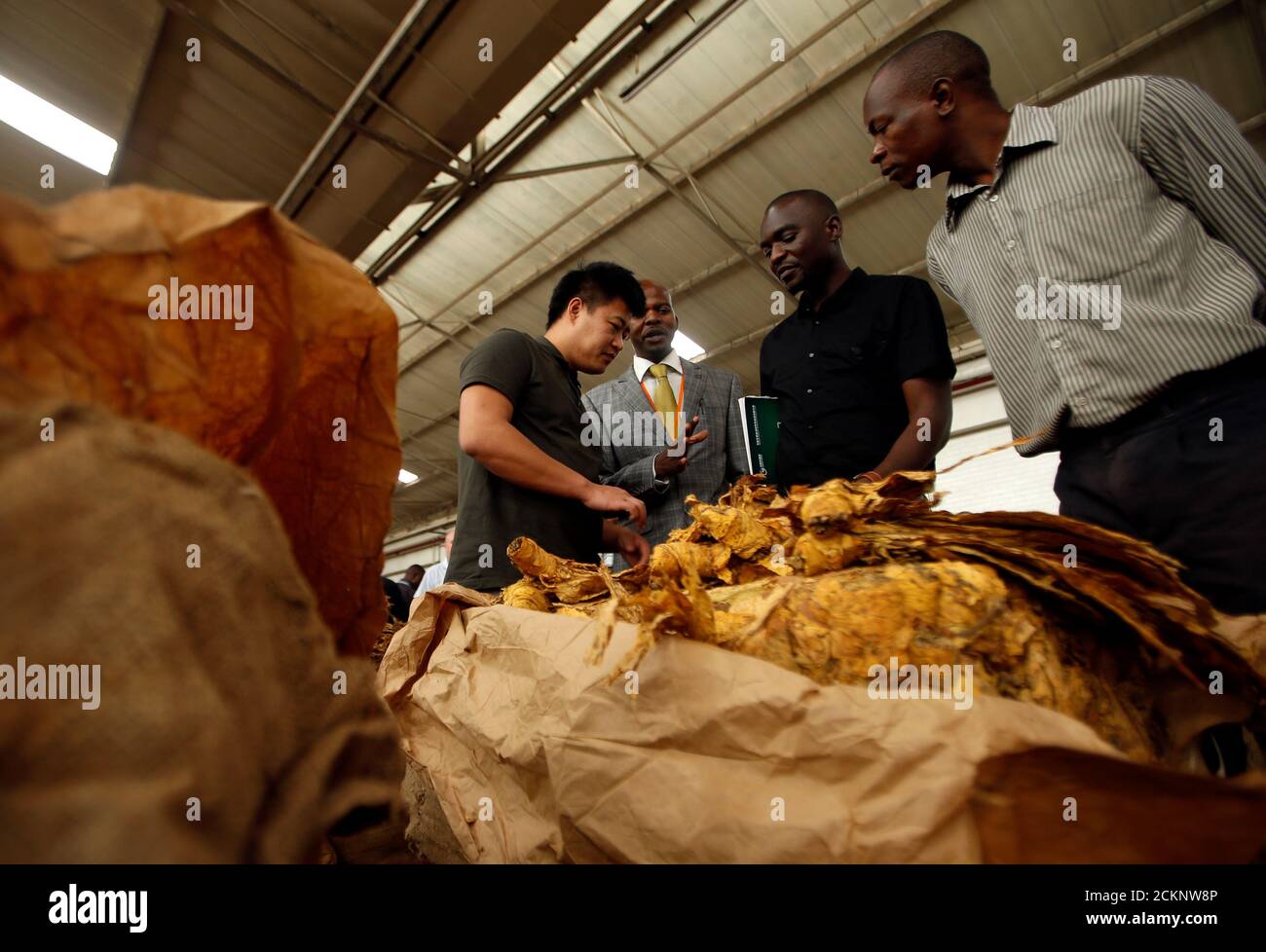 Buyers check the quality of tobacco at the start of the selling season at Tobacco Sales Floor in Harare, Zimbabwe, March 20, 2019. REUTERS/Philimon Bulawayo Stock Photo