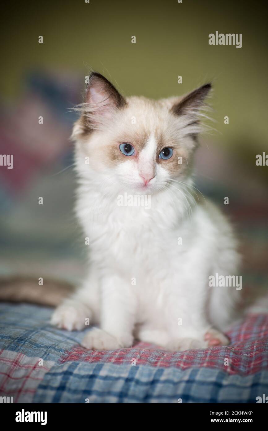 two month old Ragdoll kitten at home Stock Photo - Alamy