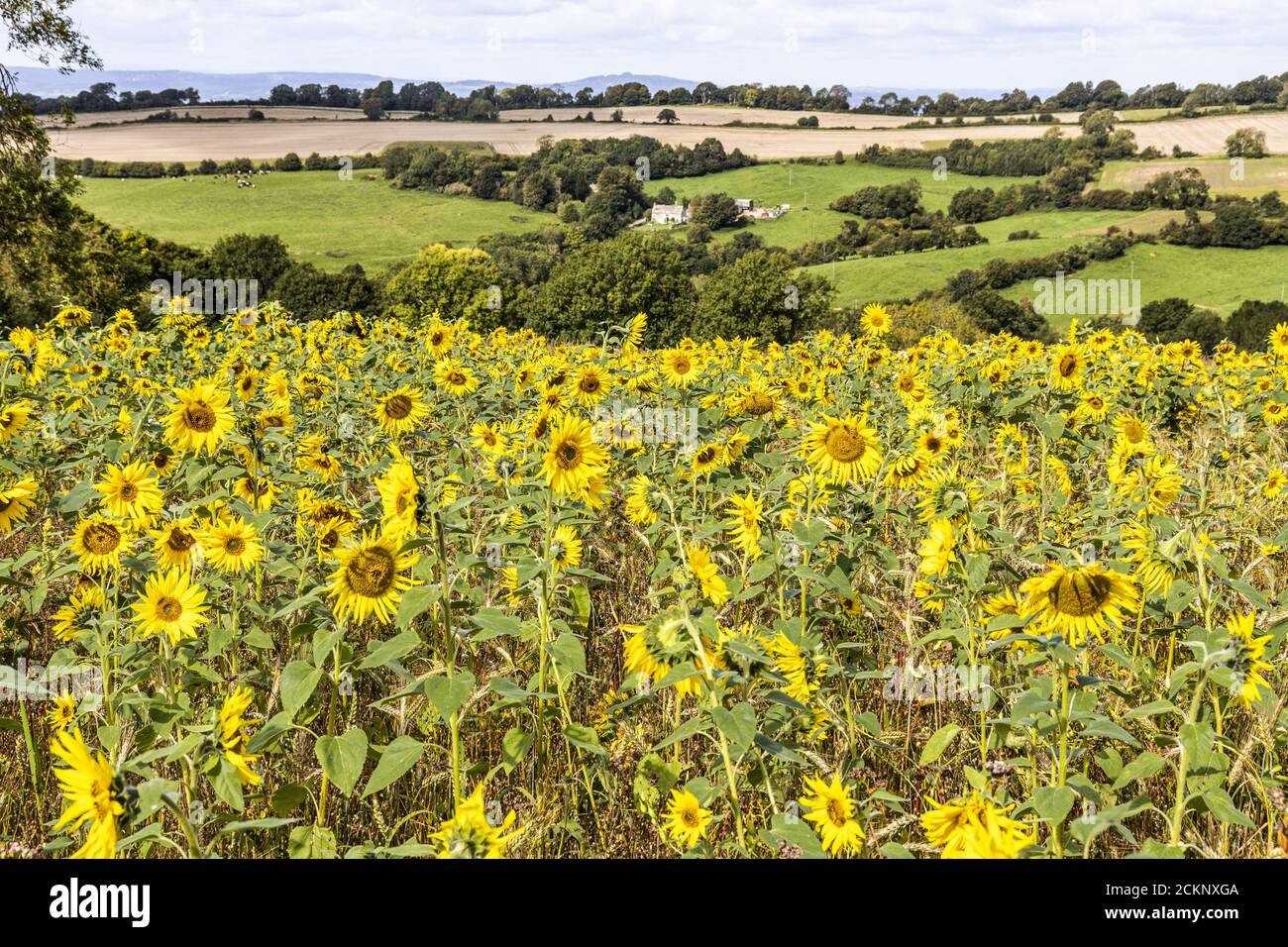 Lovely landscape with sunflowers hires stock photography and images Alamy
