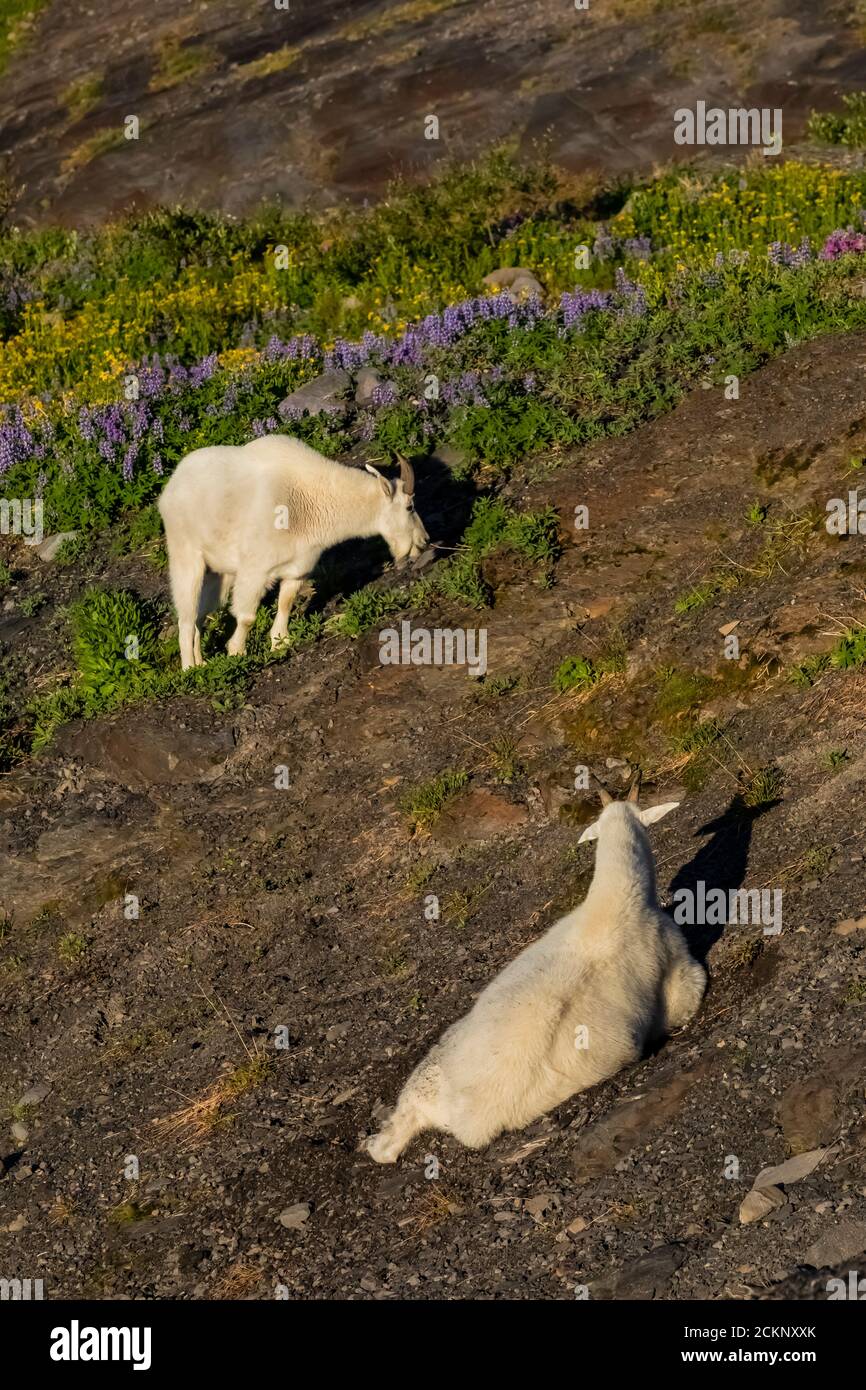 Hogsback Camp Mountain Goats, Oreamnos americanus, in the vicinity of Hogsback Camp ...