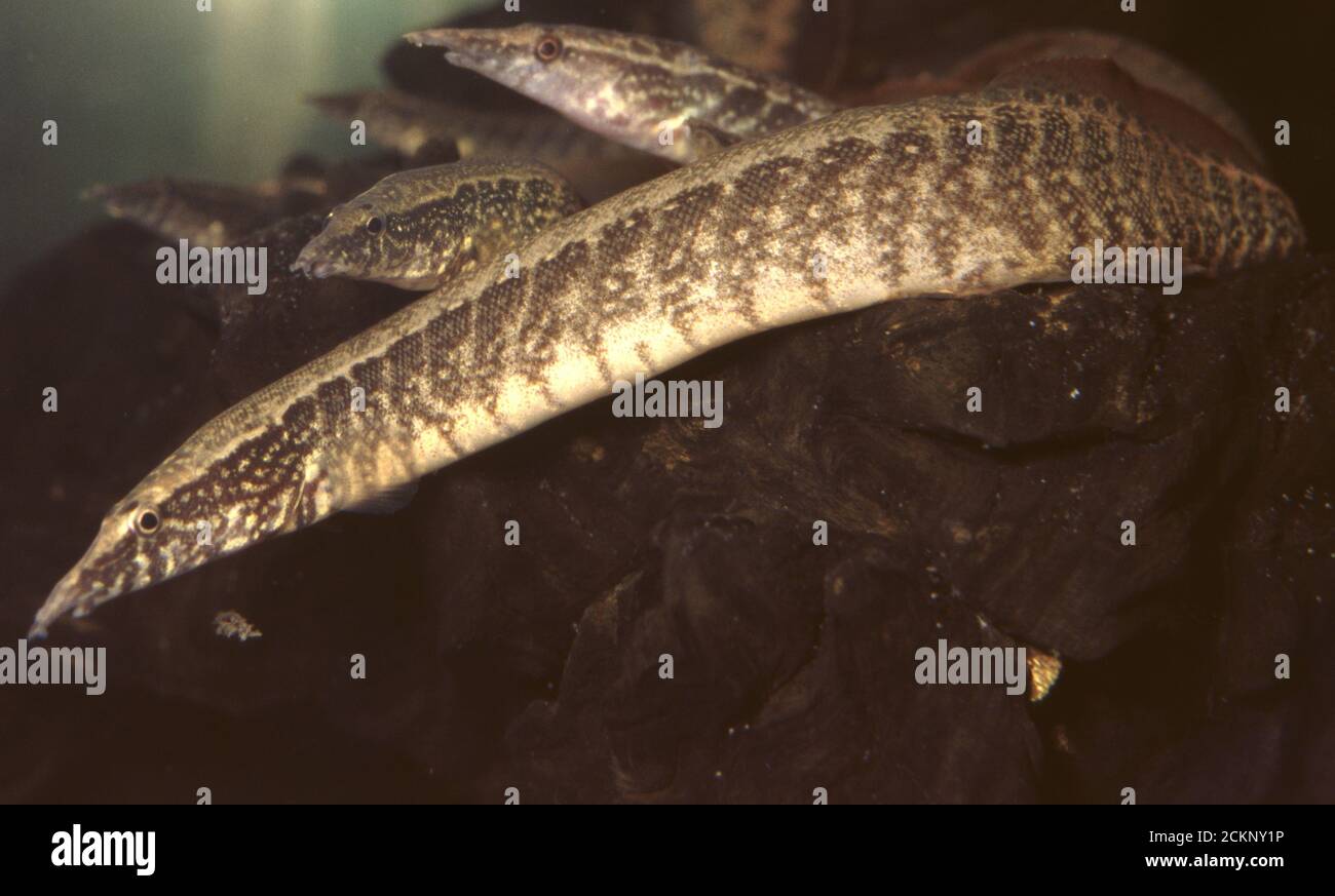 Half-banded spiny eel, Macrognathus circumcinctus Stock Photo