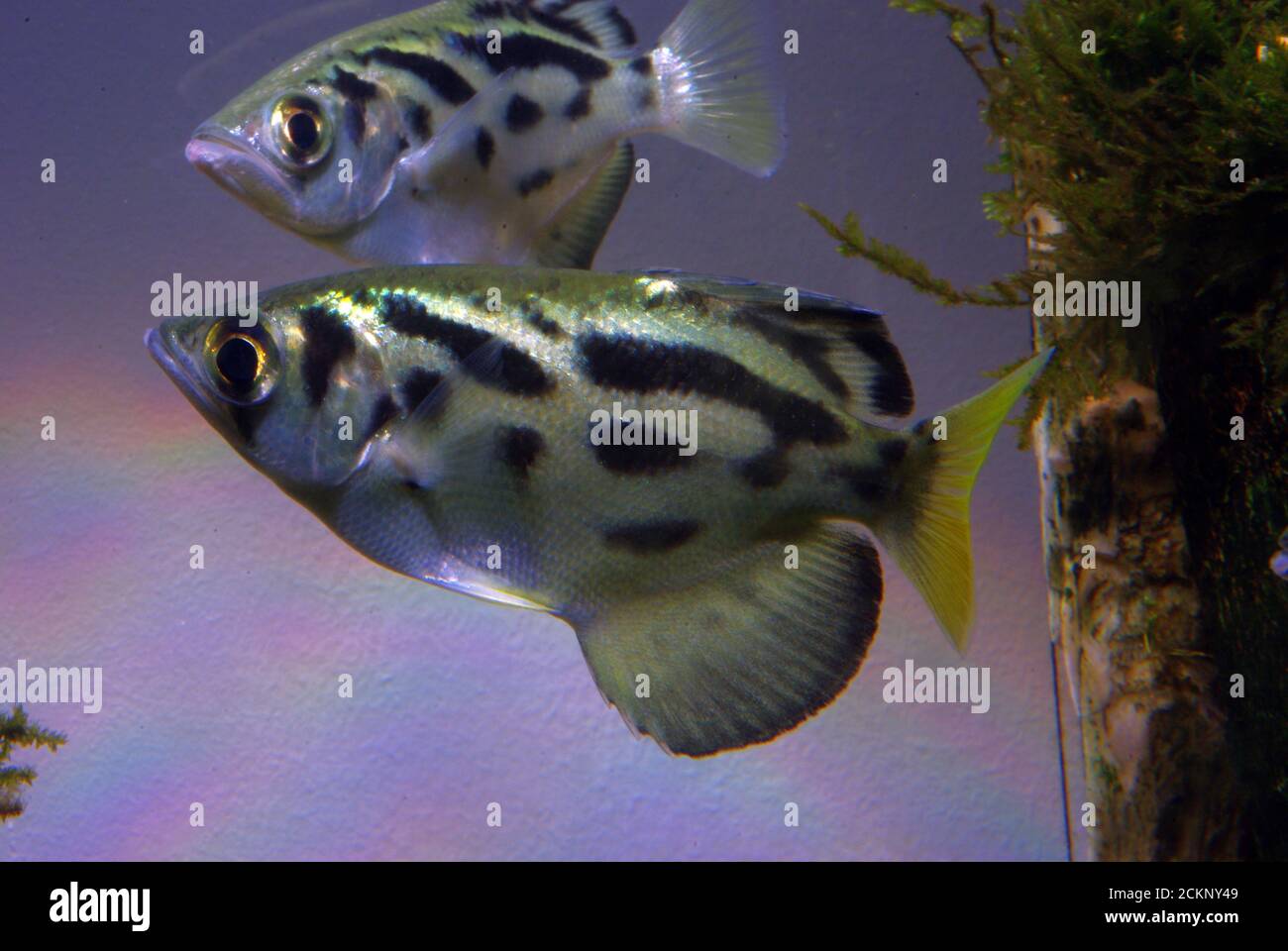 Clouded or Zebra archerfish, Toxotes blythii Stock Photo