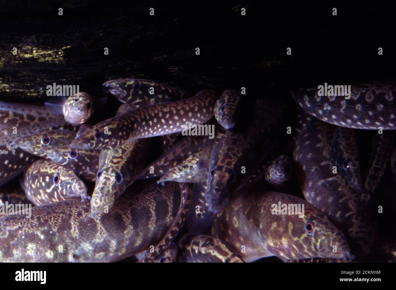 West-african spiny eel, Mastacembelus cryptacanthus Stock Photo
