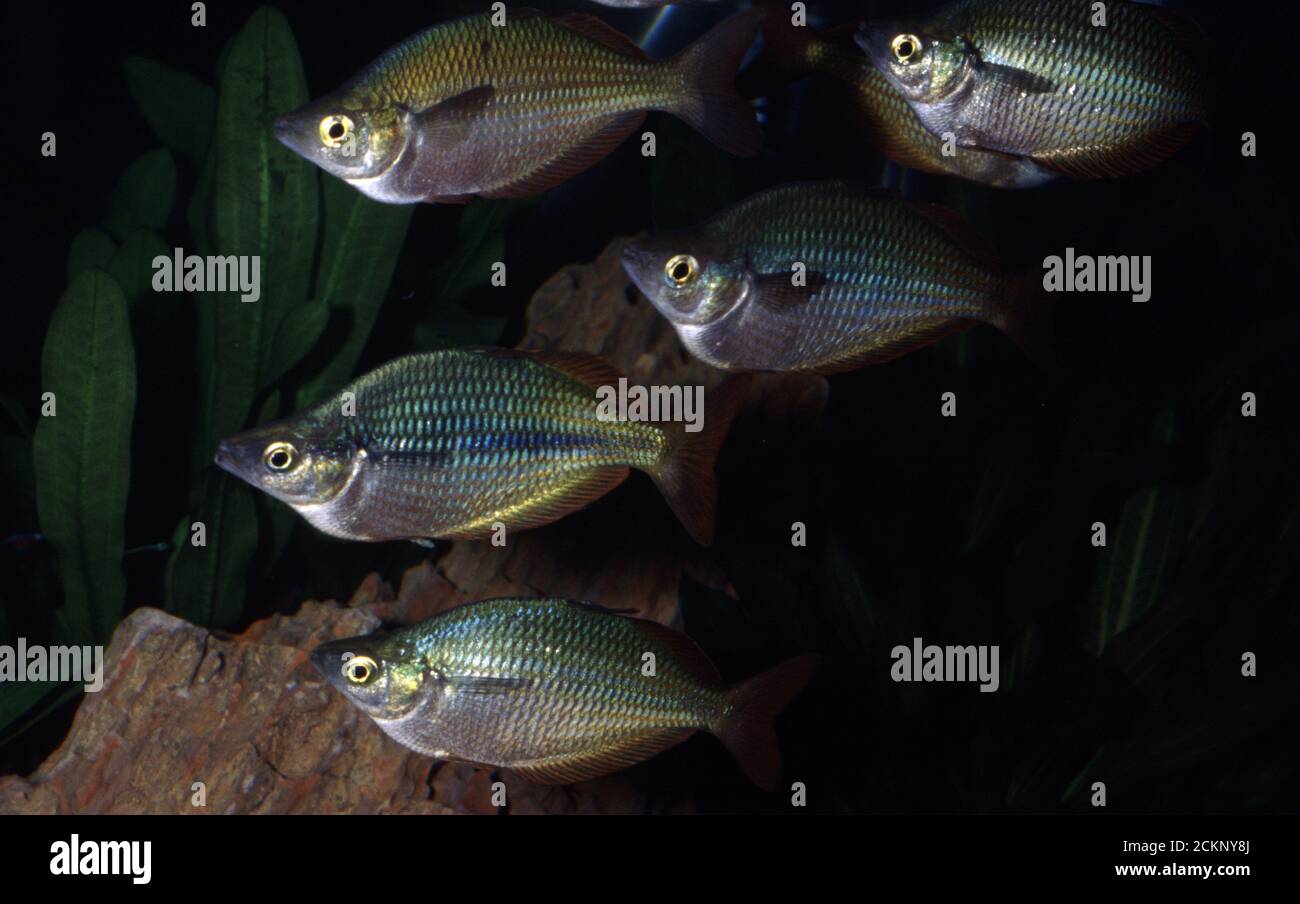 Banded rainbowfish, Melanotaenia trifasciata Stock Photo
