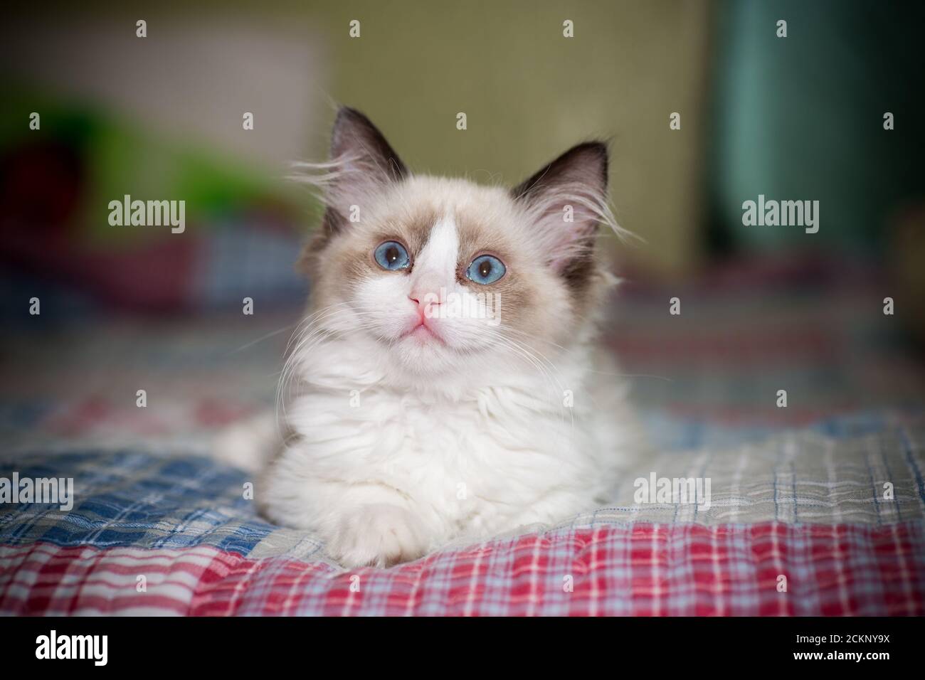two month old Ragdoll kitten at home Stock Photo - Alamy