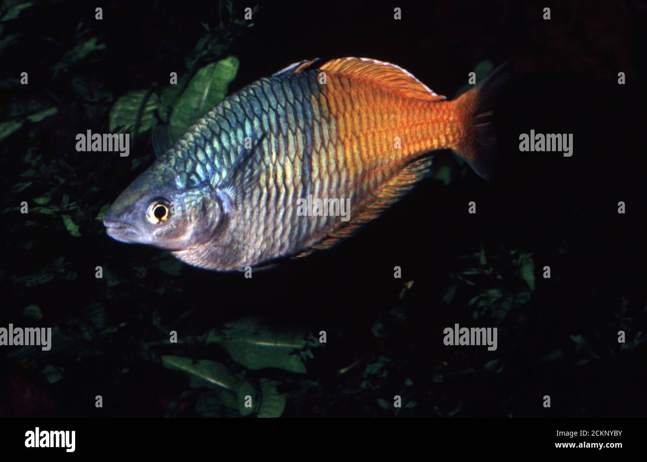 Male Boeseman's rainbowfish, Melanotaenia boesemani Stock Photo