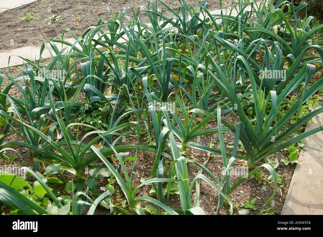Leeks Plot Leeks (Allium porrum) growing in a vegetable garden plot during the ...