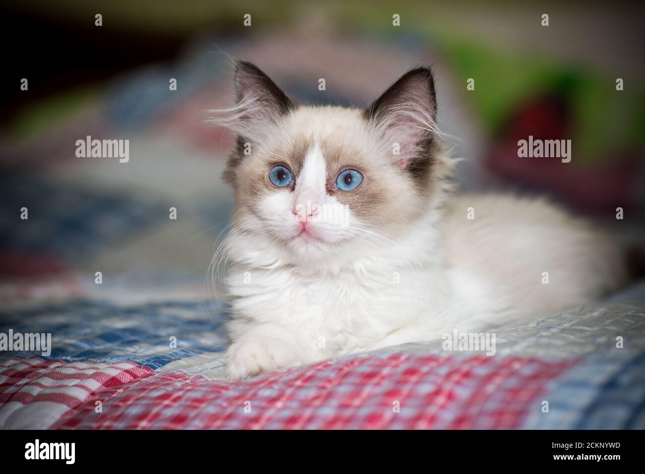 two month old Ragdoll kitten at home Stock Photo - Alamy