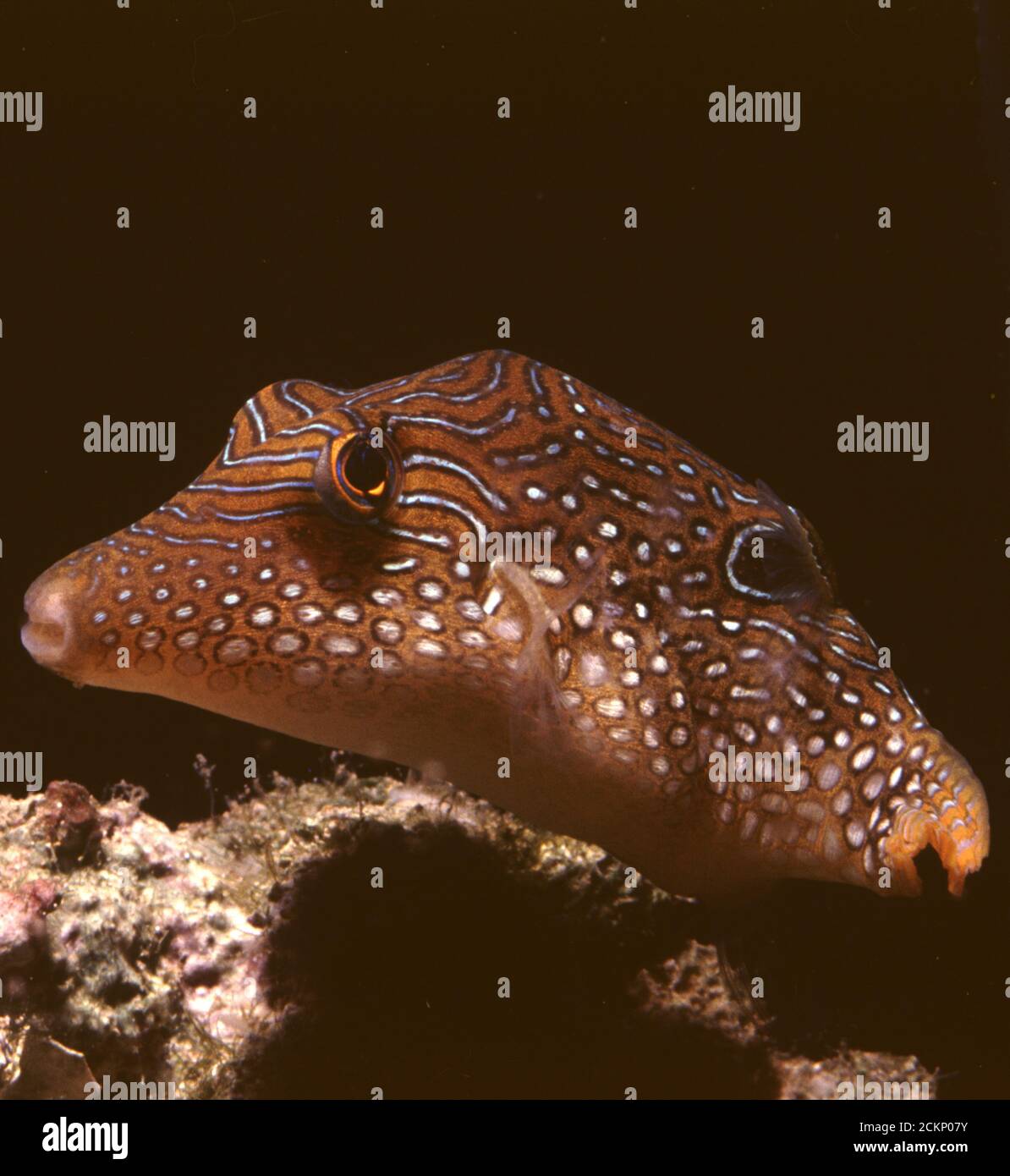 Spotted toby, Canthigaster solandri Stock Photo