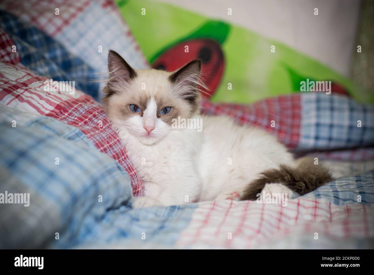 two month old Ragdoll kitten at home Stock Photo - Alamy