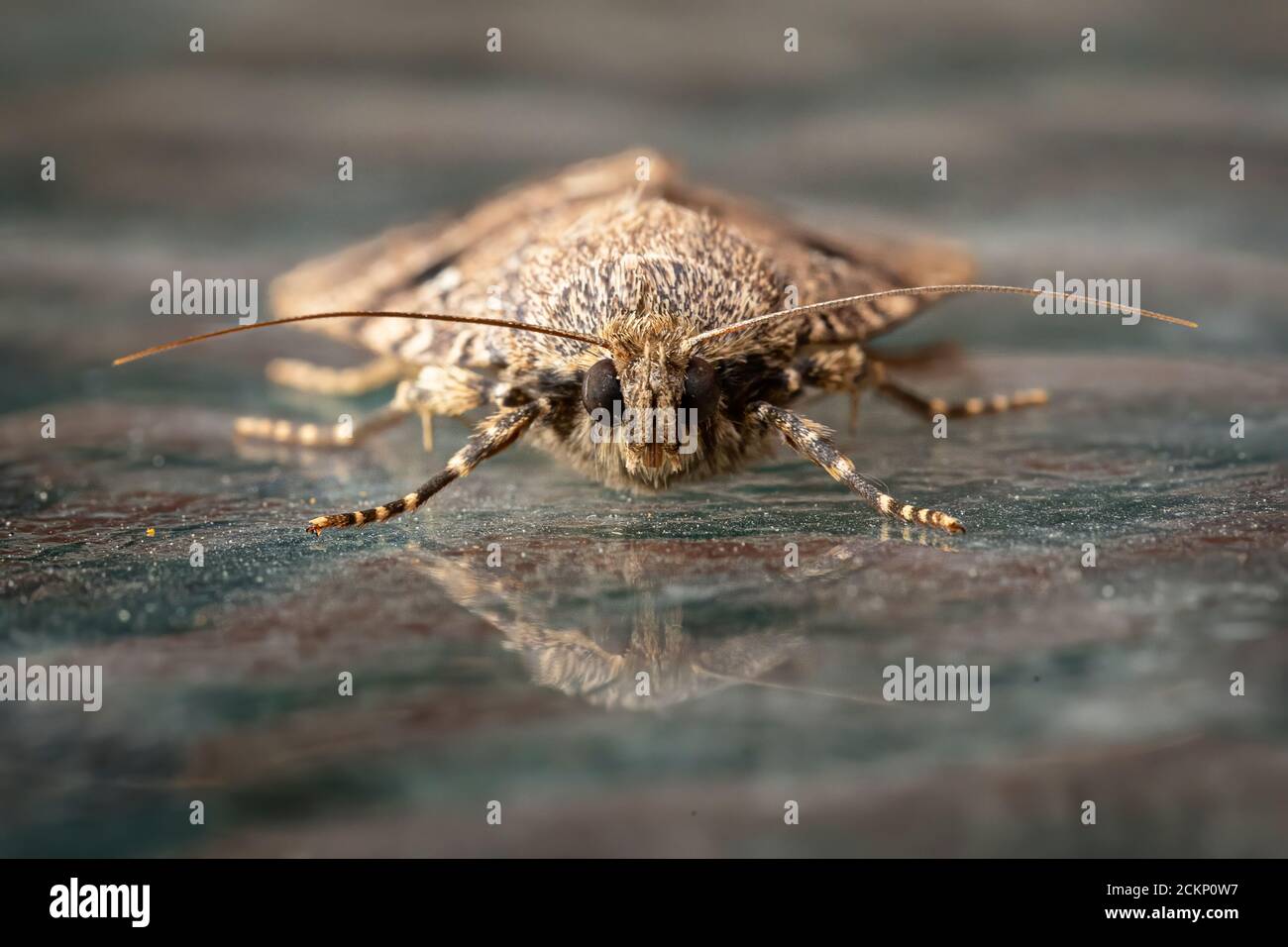 Copper Underwing (Amphipyra pyramidea) Stock Photo