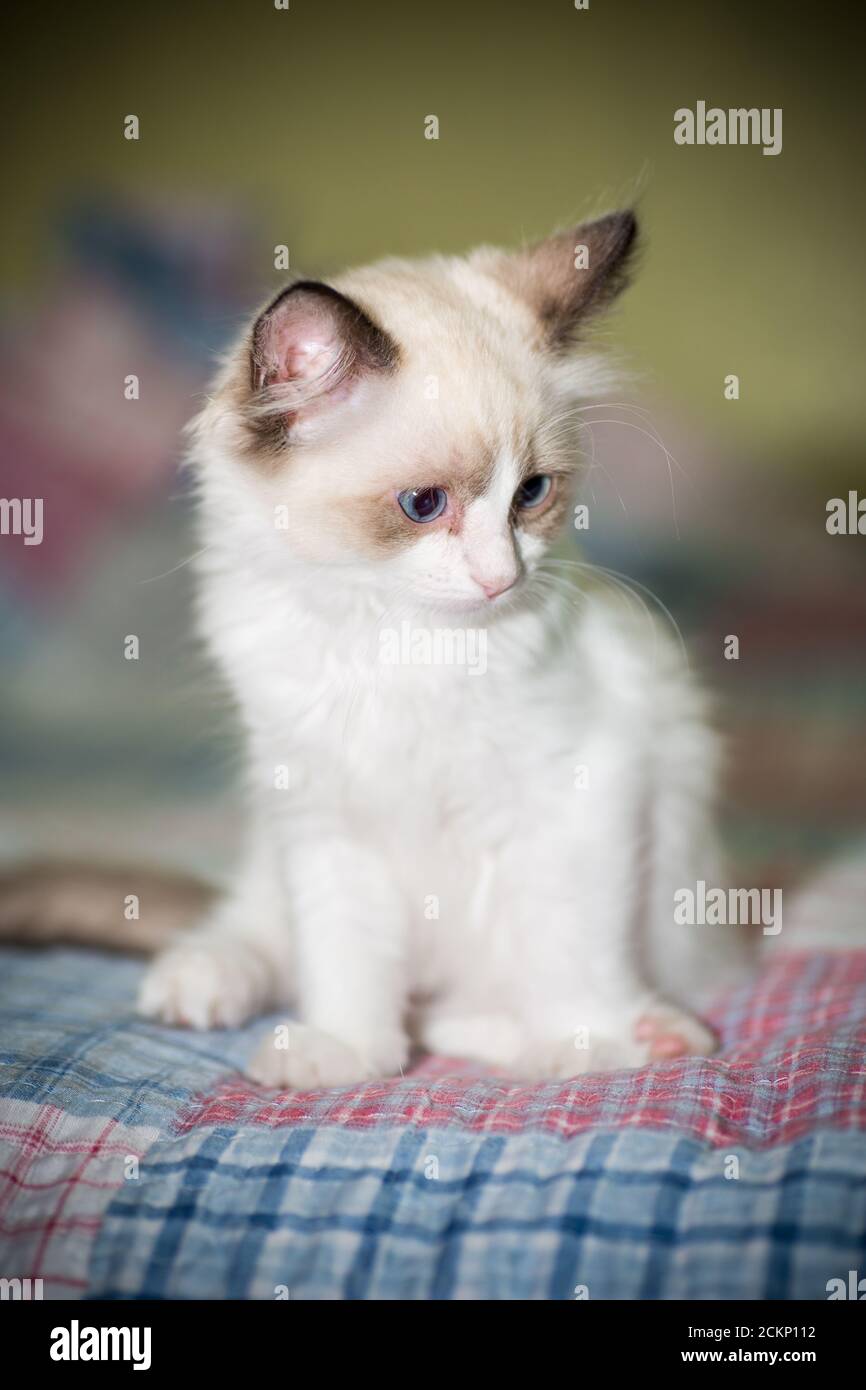 two month old Ragdoll kitten at home Stock Photo - Alamy