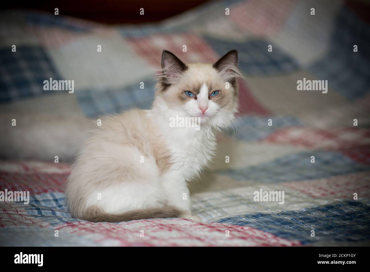 two month old Ragdoll kitten at home Stock Photo - Alamy