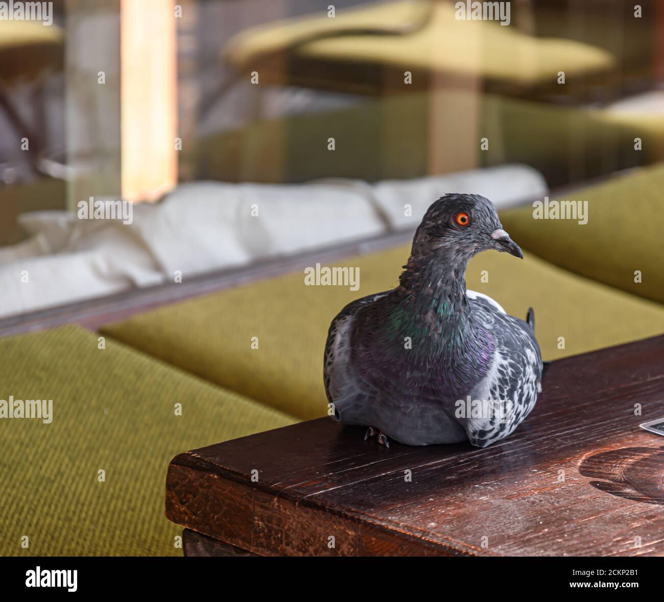 Outdoor cafe pigeon pigeons hi-res stock photography and images - Alamy