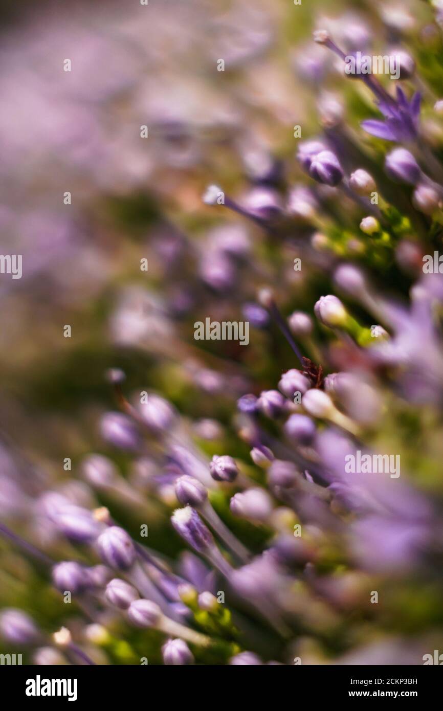 Concept bright vibrant violet hi-res stock photography and images - Alamy