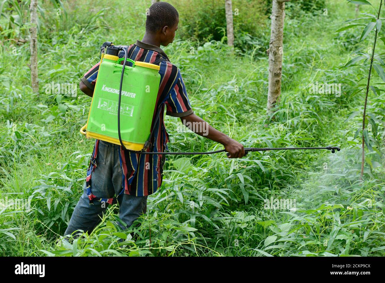 TOGO, Tohoun, village ADJIKAME, farmer spray Herbicide Glyphosate a round-up weed killer, made in china by RAINBOWCHEM,  without protective mask and clothes, in bean filed Stock Photo