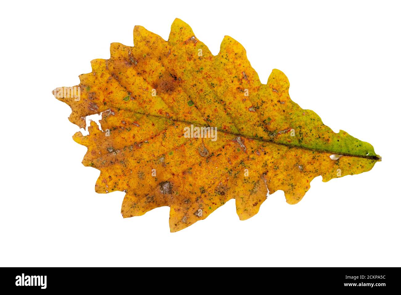 Close-up of autumn leaf on white background Stock Photo