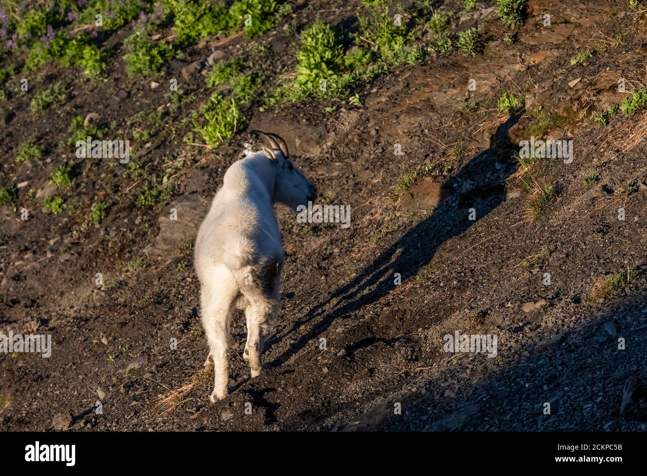 Hogsback Camp Mountain Goat, Oreamnos americanus, feeding in the vicinity of Hogsback ...
