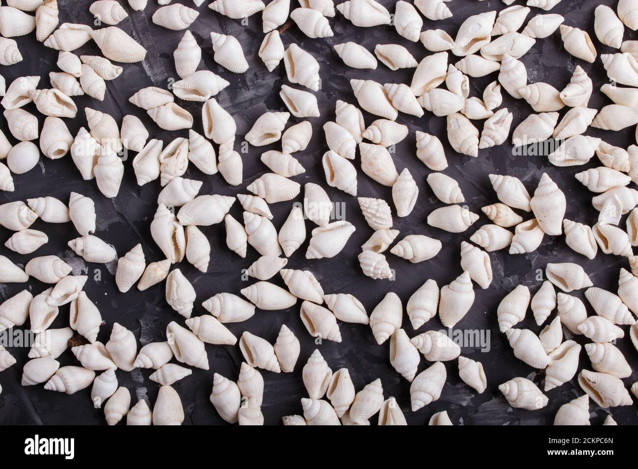 White small seashells pattern on a black concrete background, top view, flat lay. Stock Photo