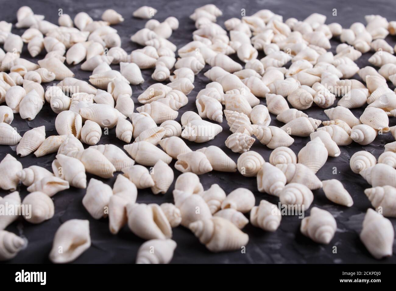 White small seashells pattern on a black concrete background,side view, close up. Stock Photo