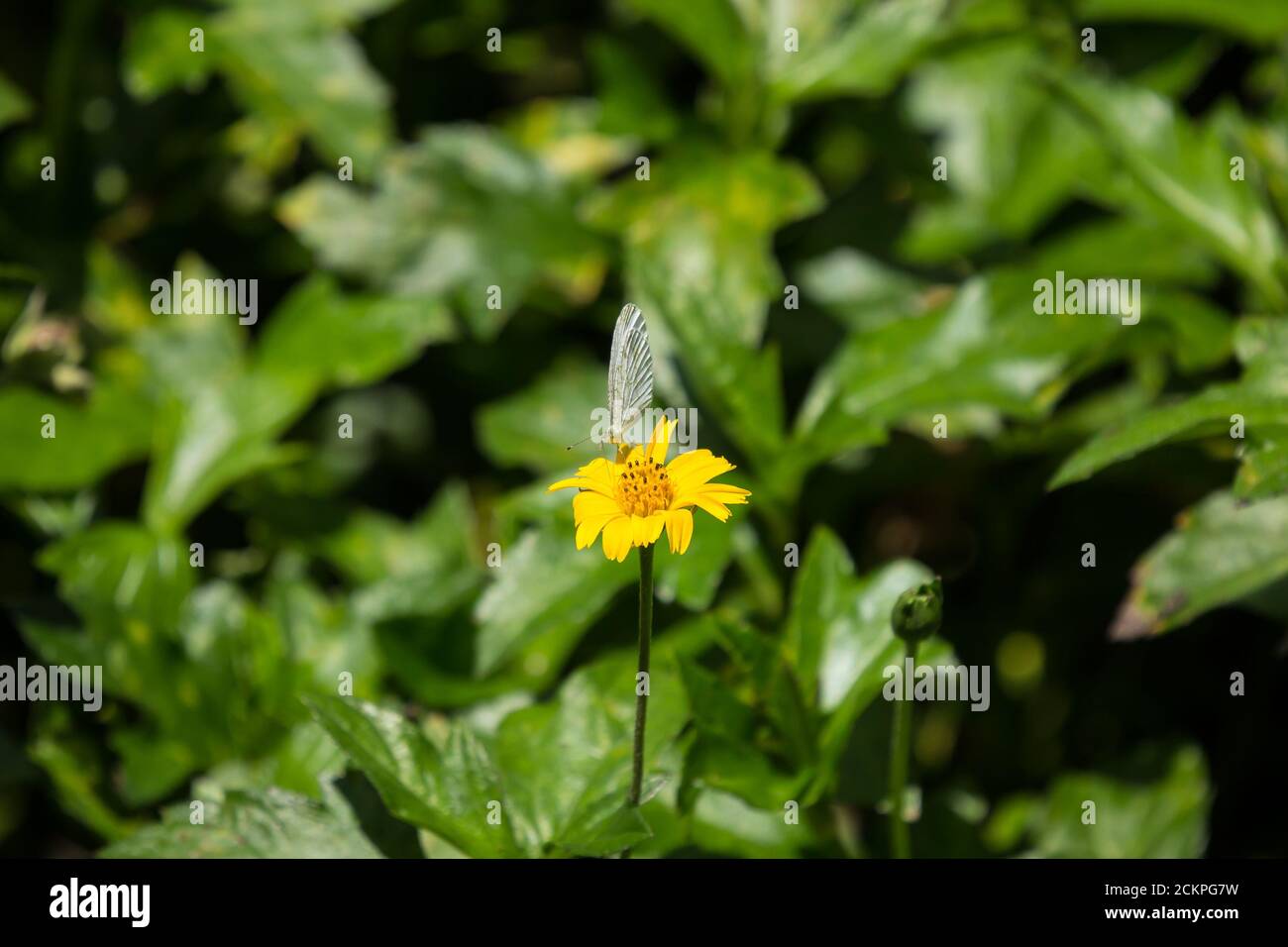 Closeup butterfly insect and Yellow Singapore daisy flower Stock Photo