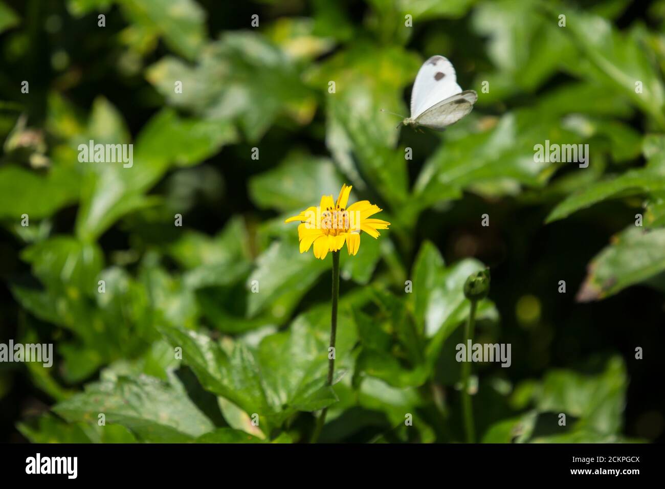 Closeup butterfly insect and Yellow Singapore daisy flower Stock Photo