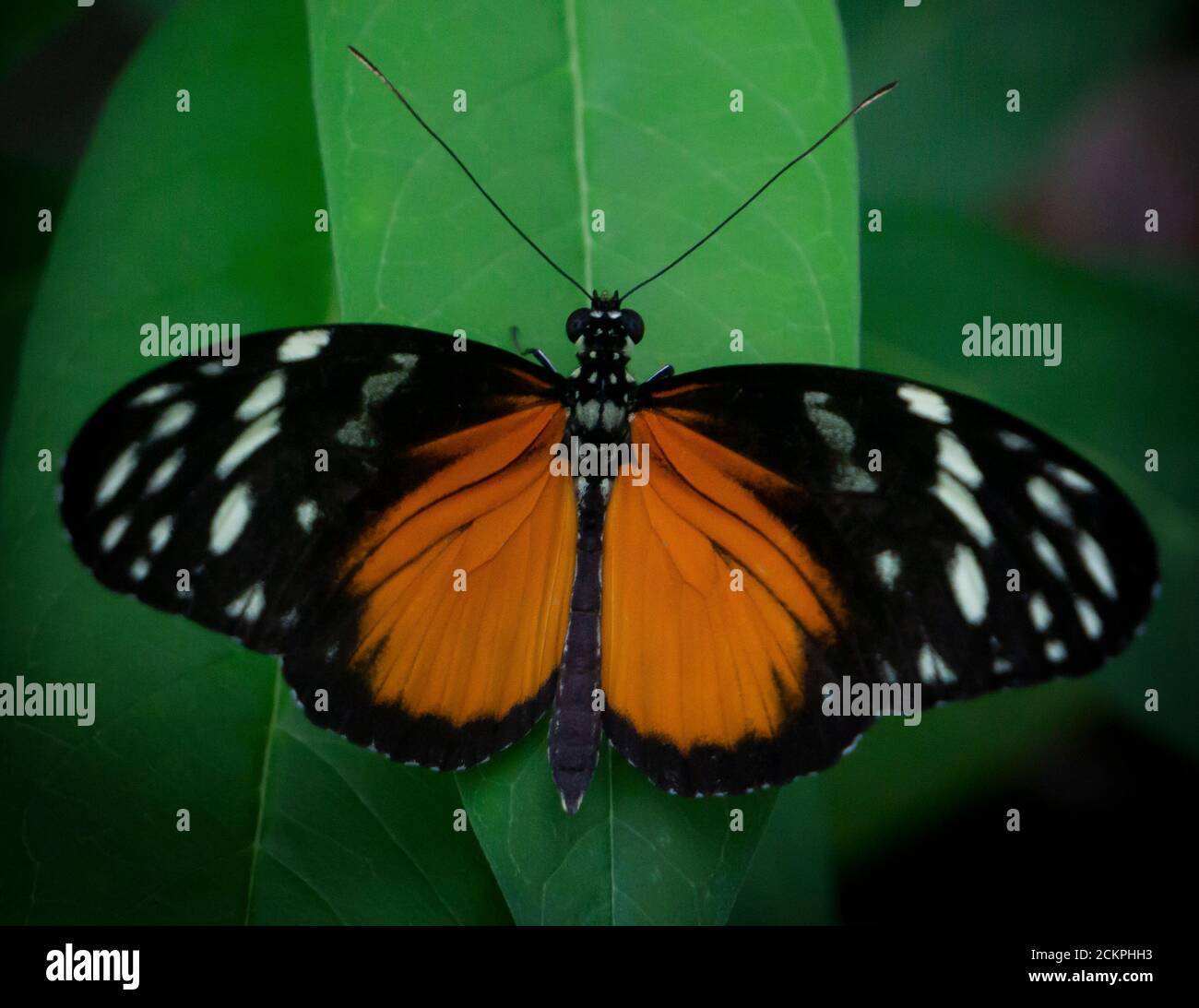 Brushfooted butterfly Calgary Zoo Alberta Stock Photo Alamy