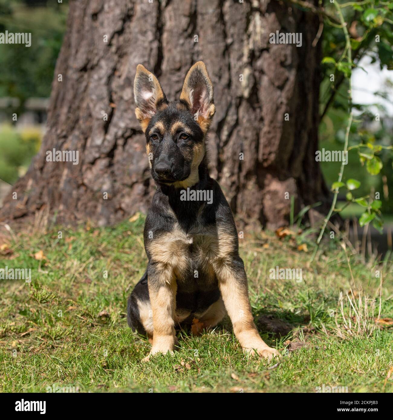 German Shepherd Dog puppy Stock Photo