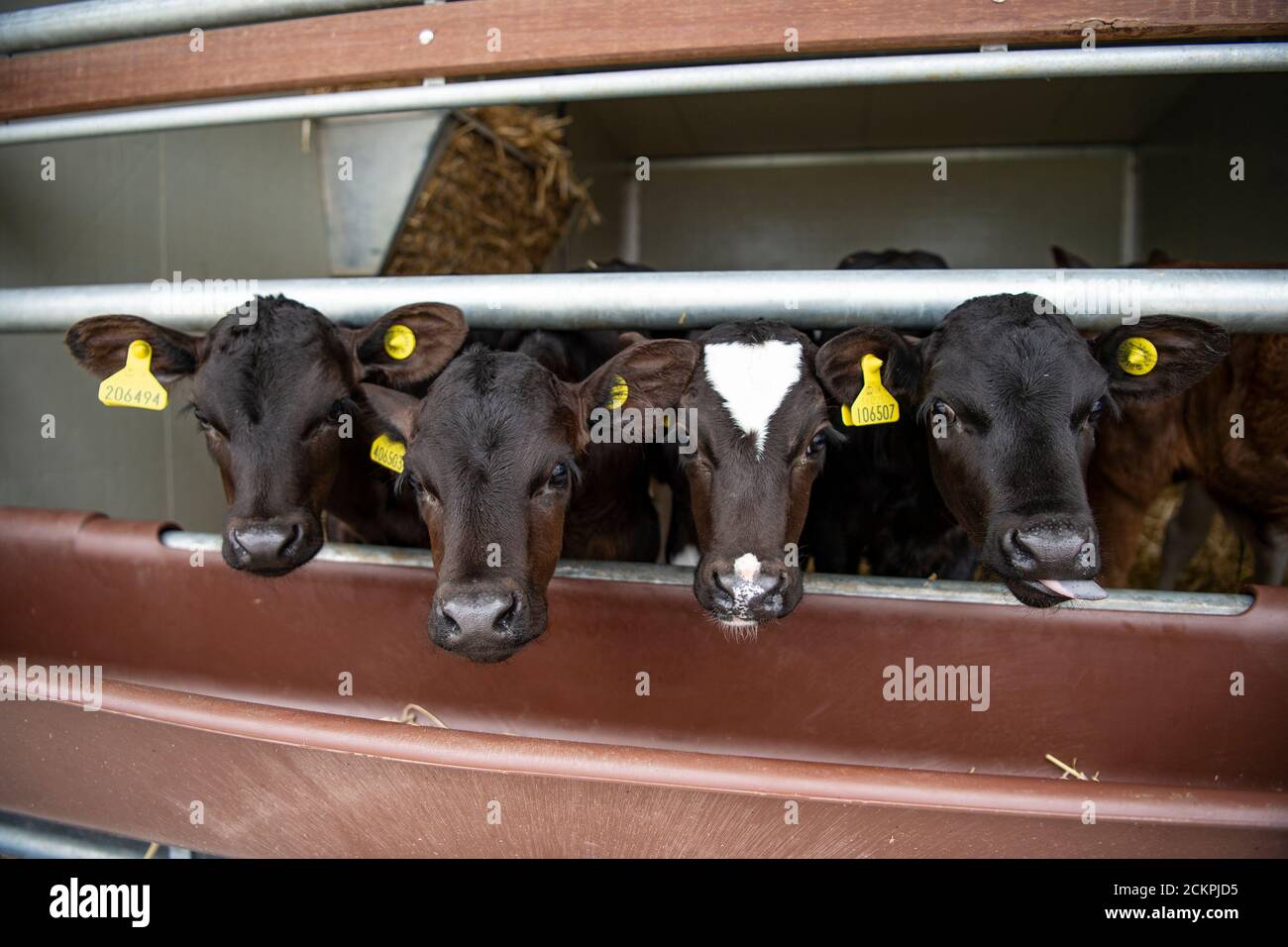 dairy calves Stock Photo