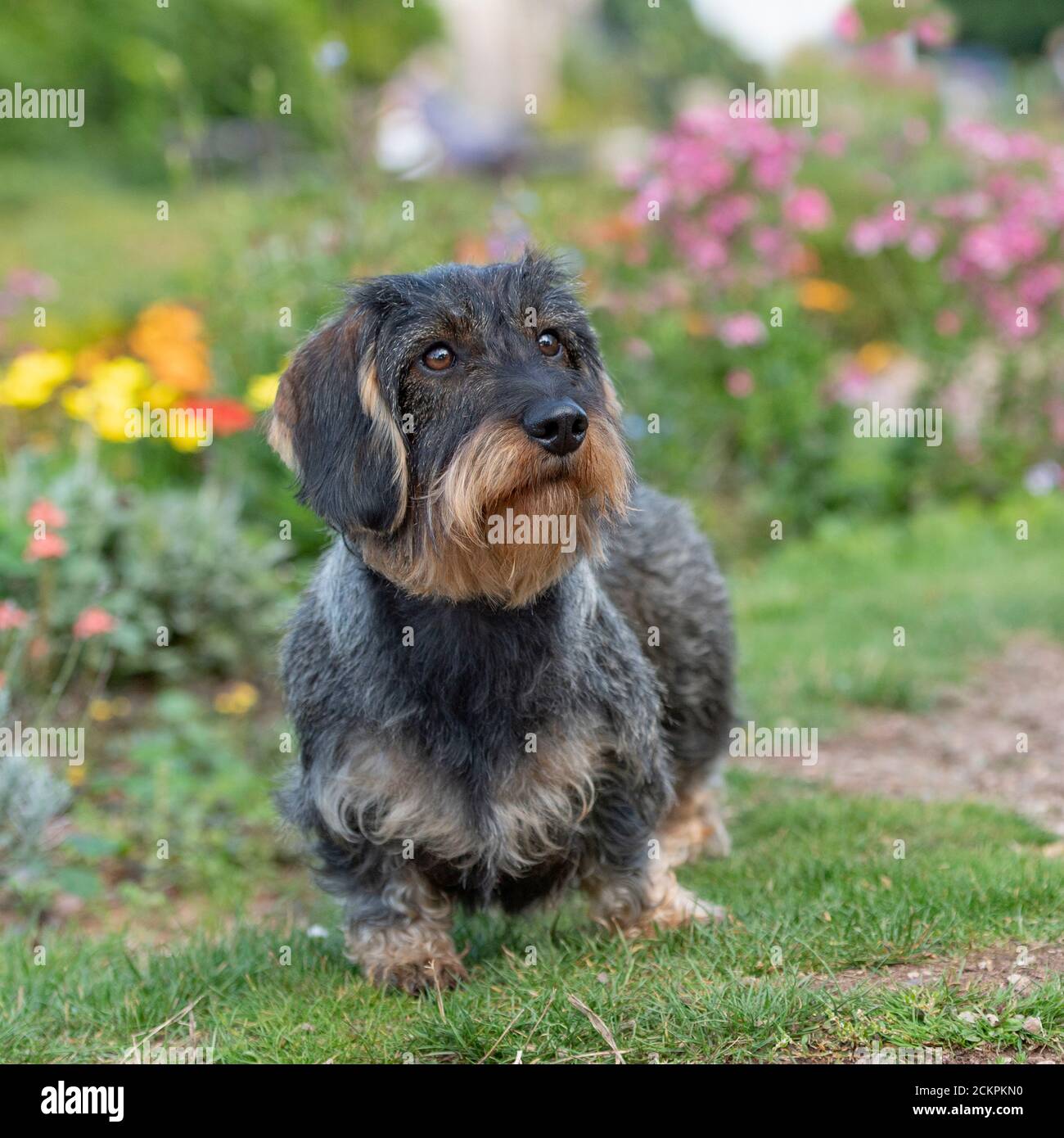 miniature wirehaired dachshund dog Stock Photo