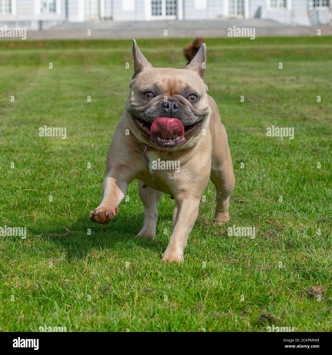 Fit Bulldog High Resolution Stock Photography And Images Alamy
