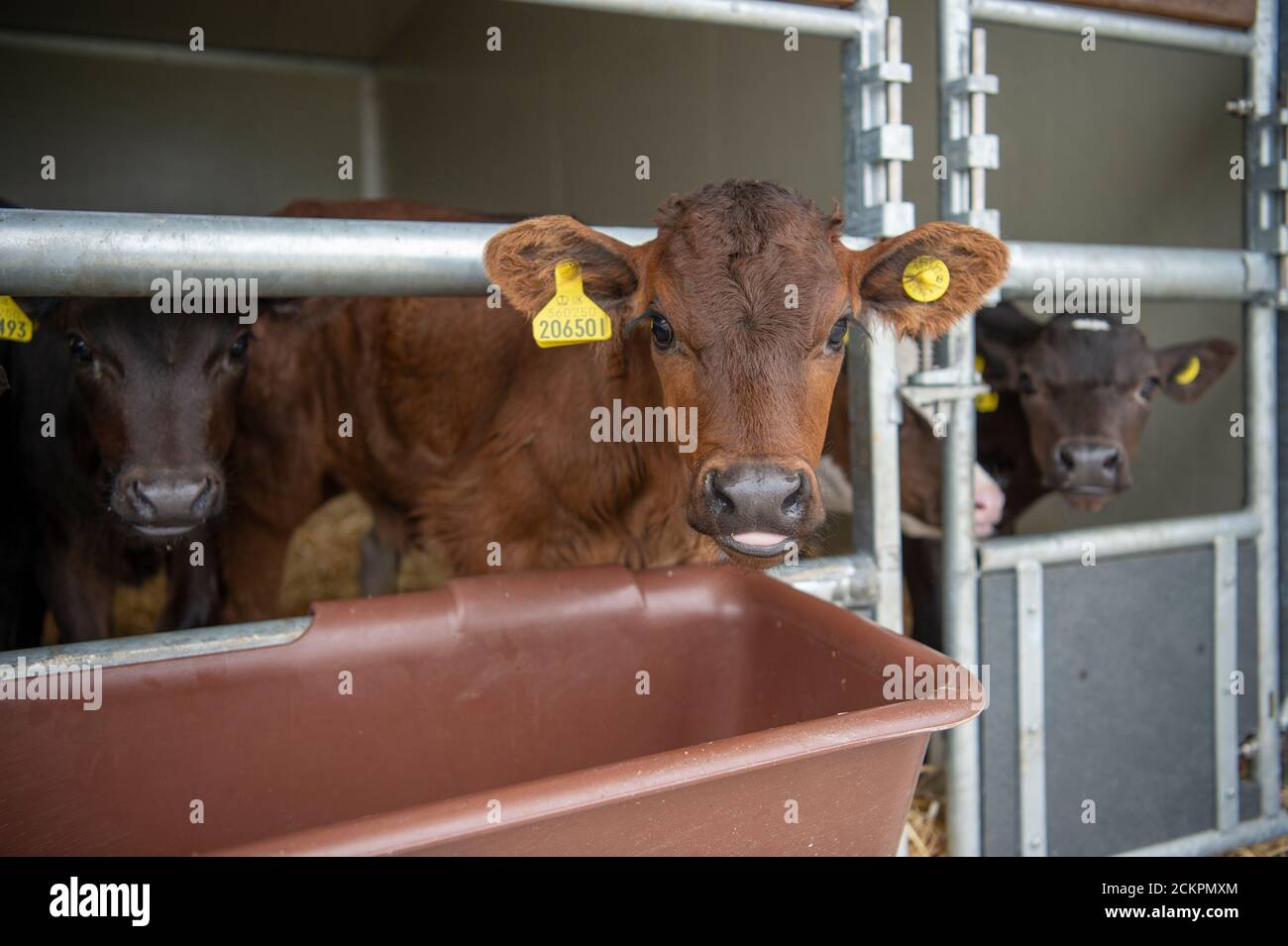 dairy calves Stock Photo