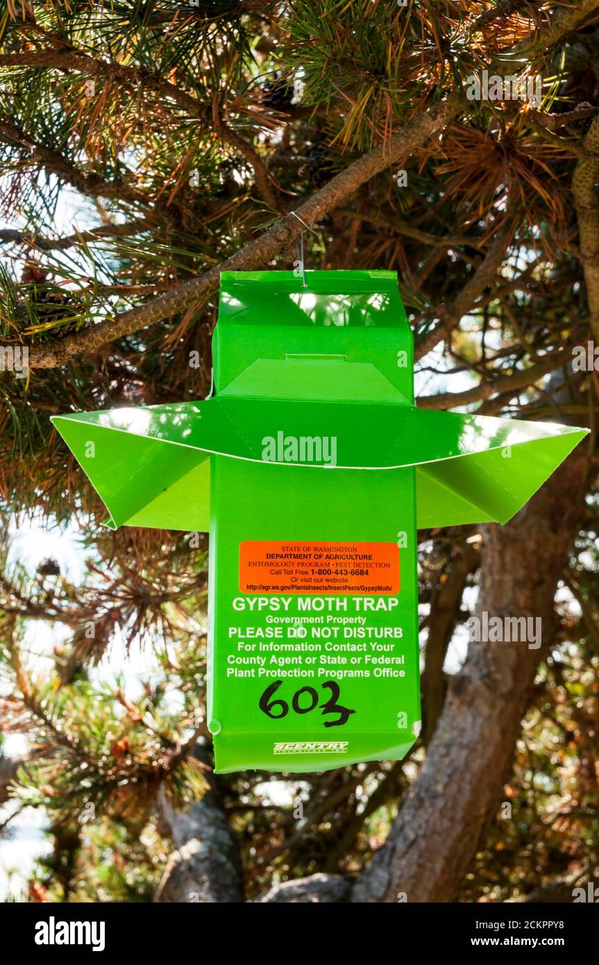 https://c8.alamy.com/comp/2CKPPY8/a-gypsy-moth-trap-in-a-tree-in-lincoln-park-west-seattle-2CKPPY8.jpg