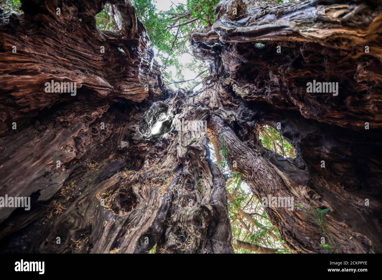 Looking up inside hollow trunk of Yew tree in the churchyard of St Mary's church in Downe, Kent. The yew is believed to be over 1700 years old. Stock Photo