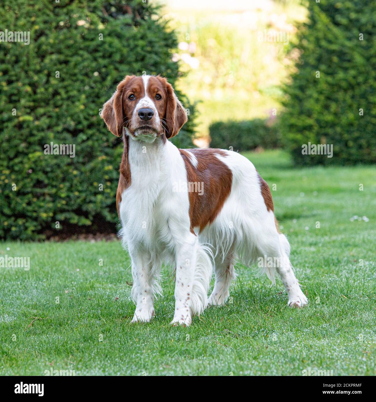 Welsh springer spaniel dog hi-res stock photography and images - Alamy